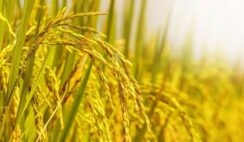 Đạm bạc là một loại mỹ đức, một loại trưởng thành tựa như cây lúa chín biết cúi đầu