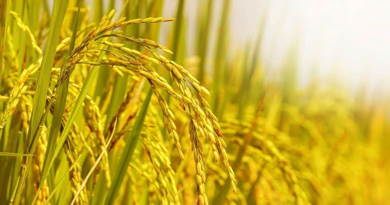 Đạm bạc là một loại mỹ đức, một loại trưởng thành tựa như cây lúa chín biết cúi đầu