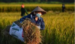 Thoát Khỏi “Lạc Hậu” Hay Đánh Mất “Tinh Hoa Truyền Thống”?