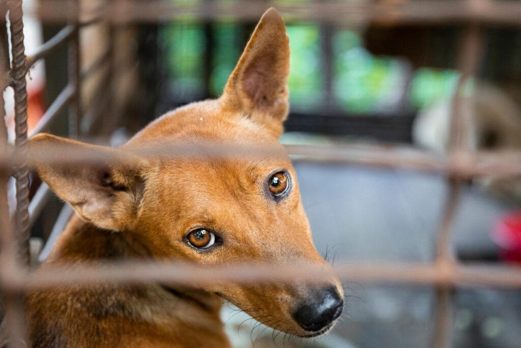 Nghiệp báo của việc đối xử tàn nhẫn với động vật hay sát sinh hại mệnh